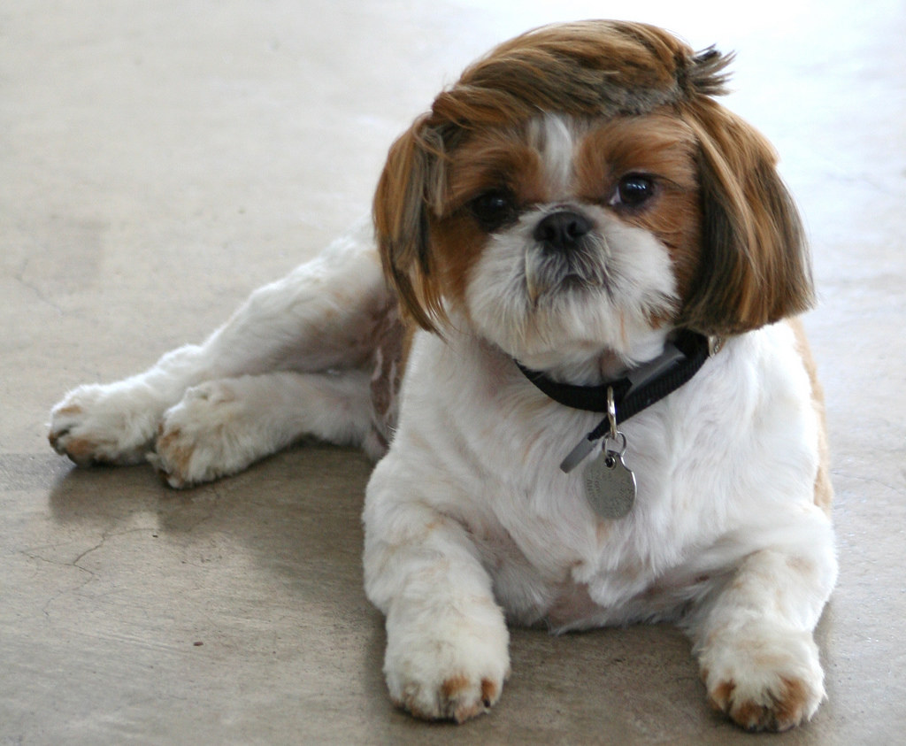 shih tzu hair combover cute dog hairdo haircut irma girardi Flickr