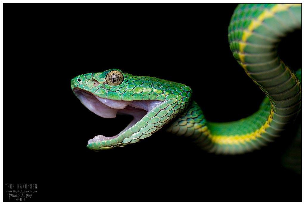 Bothriechis lateralis Sidestriped Pit Viper Flickr