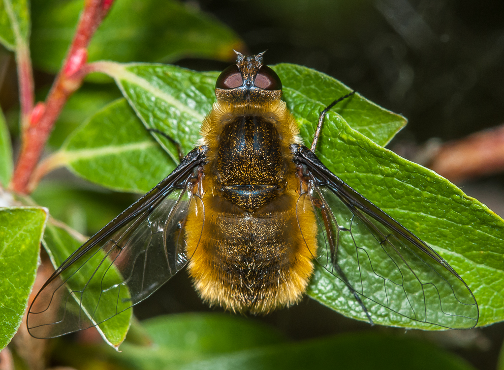 Bee Fly (Bombyliidae) 109h6284 Perk Flickr
