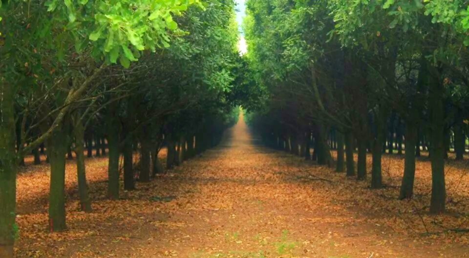 Macadamia farmcoffs harbour lyn Carroll Flickr