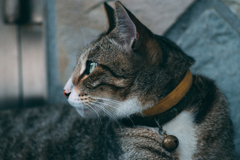 The Cat's Attraction Something attracted the cat and the c… Flickr