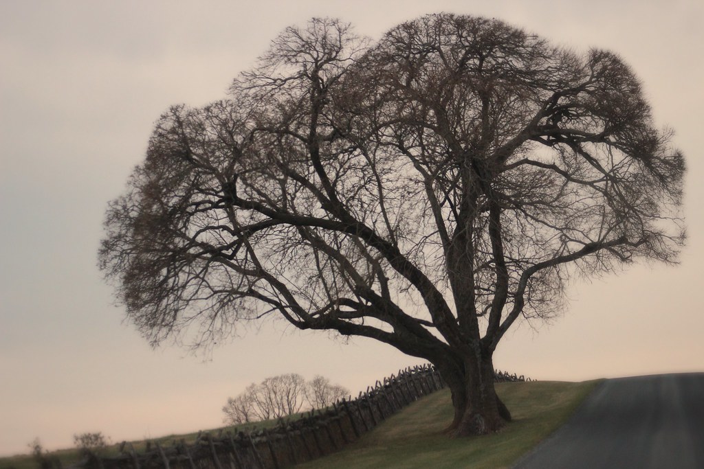 Tree gracing the roadside Rokeby Road, Upperville VA Flickr
