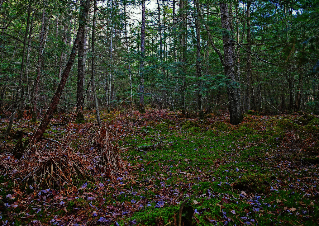 Richter Lake Hemlocks State Natural Area Taylor Co., WI Aaron