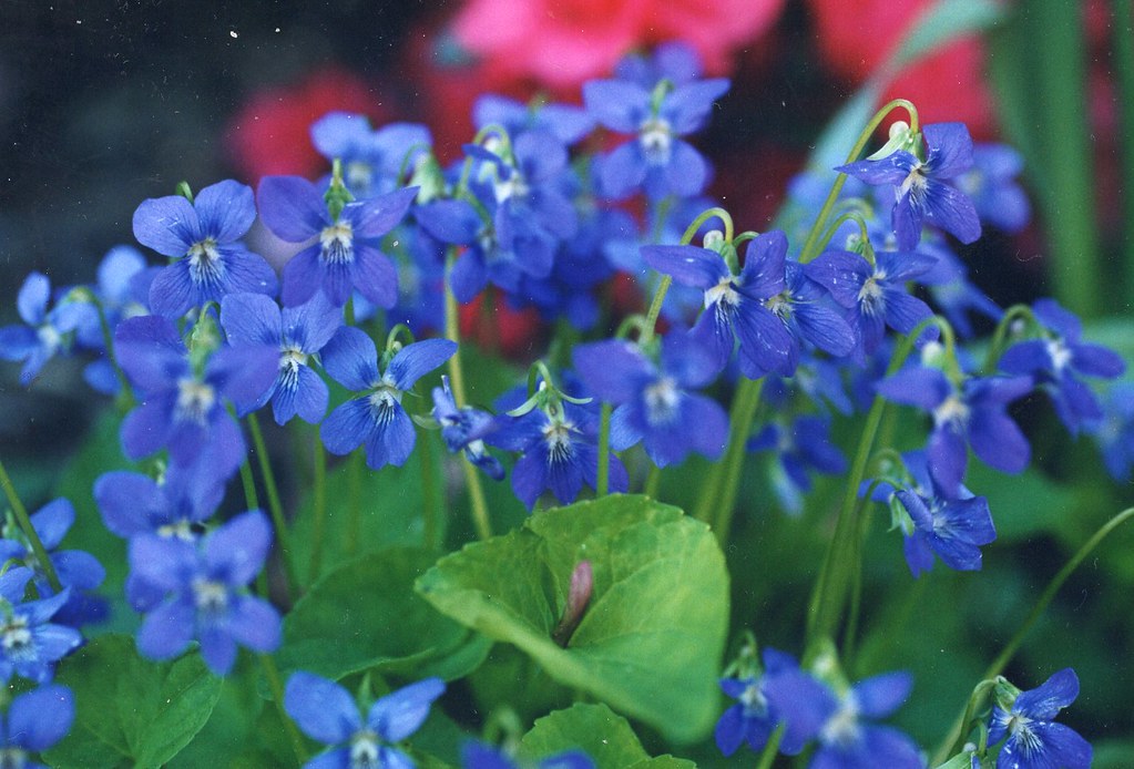 Common blue violet john sangwon lee Flickr