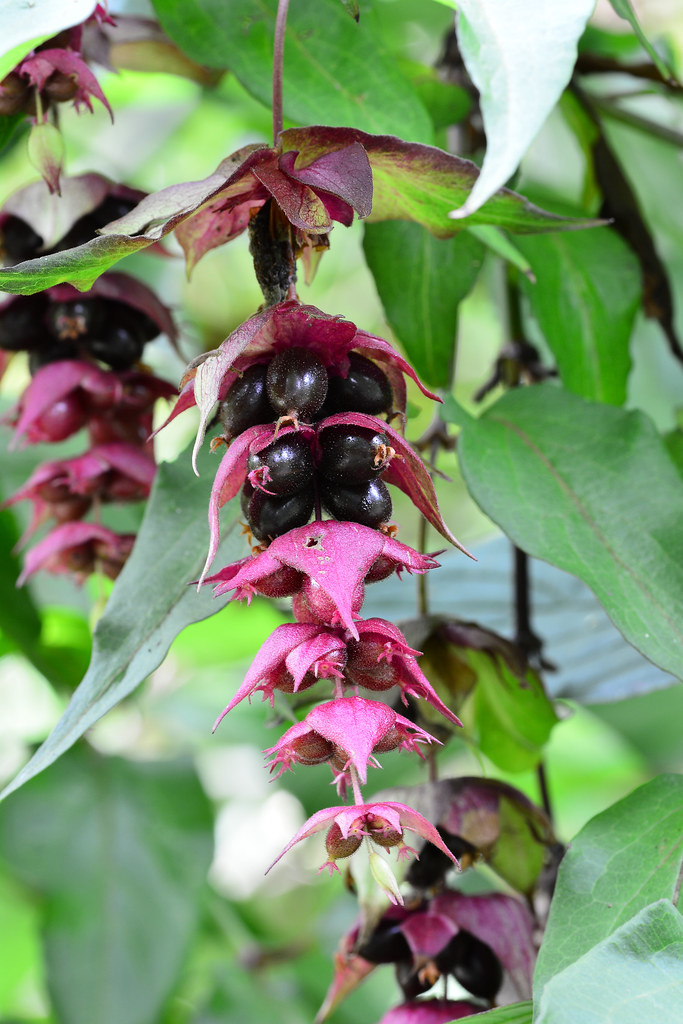 Flowering Nutmeg Leycesteria formosa Flowering Nutmeg. Ley… Flickr