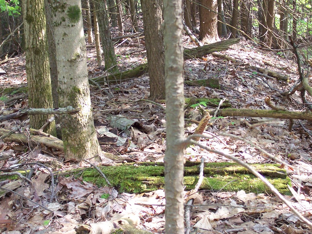Elevation of Lovers Lane, Lovers Ln, Camden, NY, USA Topographic Map