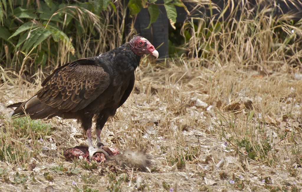 Turkey Vulture With Road Kill I can easily see how the tin… Flickr