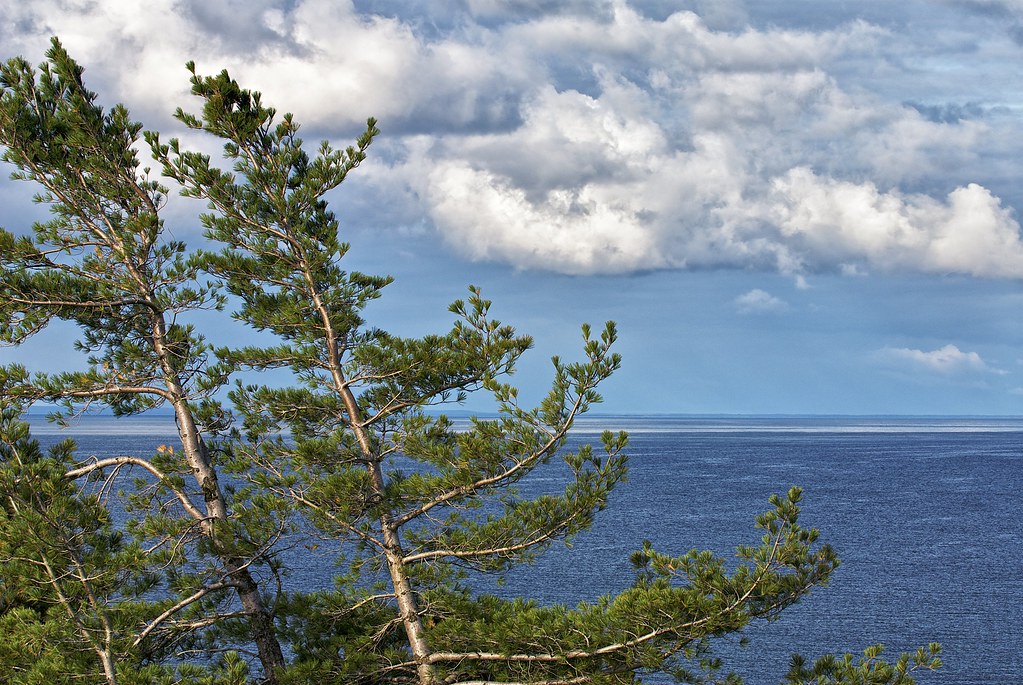 trees, gros cap, prince township, ontario View from atop t… Flickr