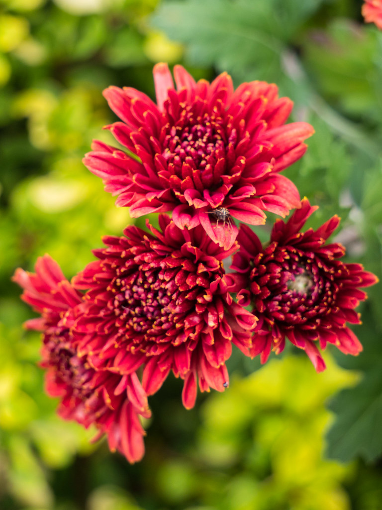 Chrysanthemum x morifolium, 2016 "Chrysanthemum x morifoli… Flickr