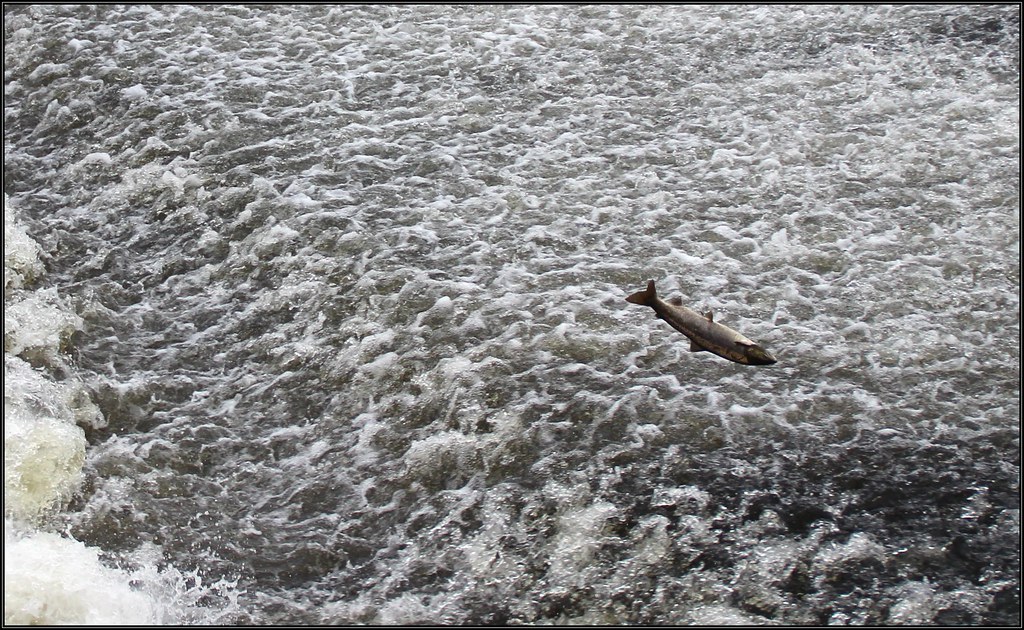 Shrewsbury Weir jumping salmon 291016©Liz Callan (10) Flickr