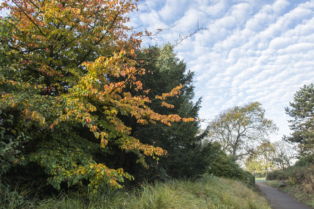 Dyke Road Park grahambrown1965 Flickr