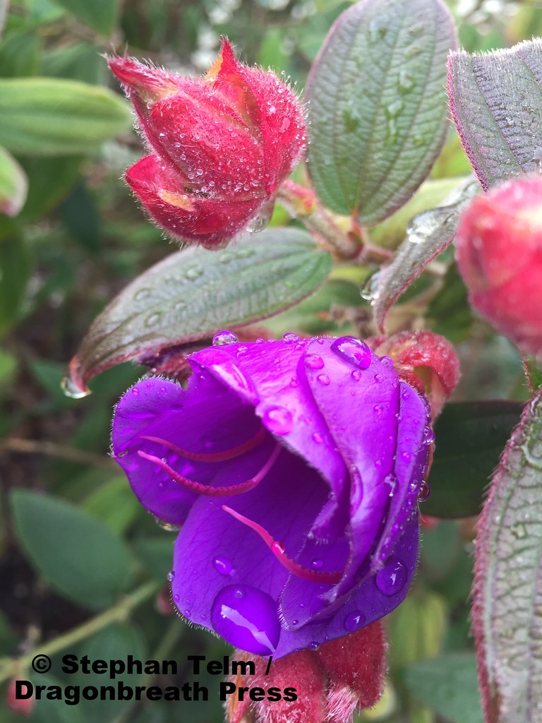 IMG_2033_Purple flower Seen in a small park in Daly City, … Flickr