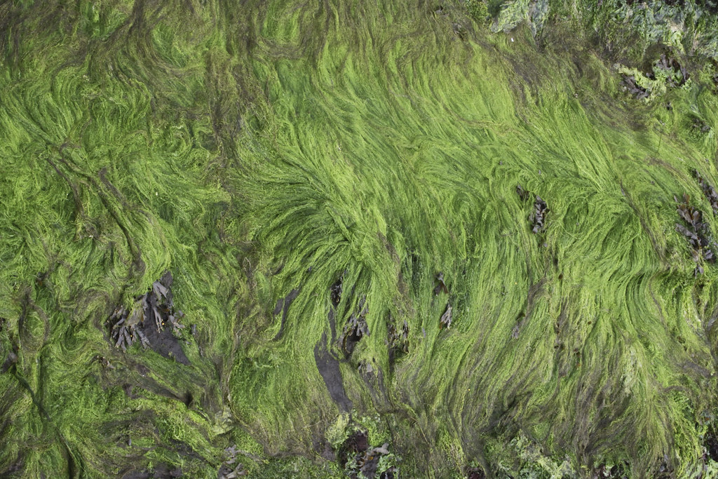 Weed on a landing platform. John D Durrant Flickr