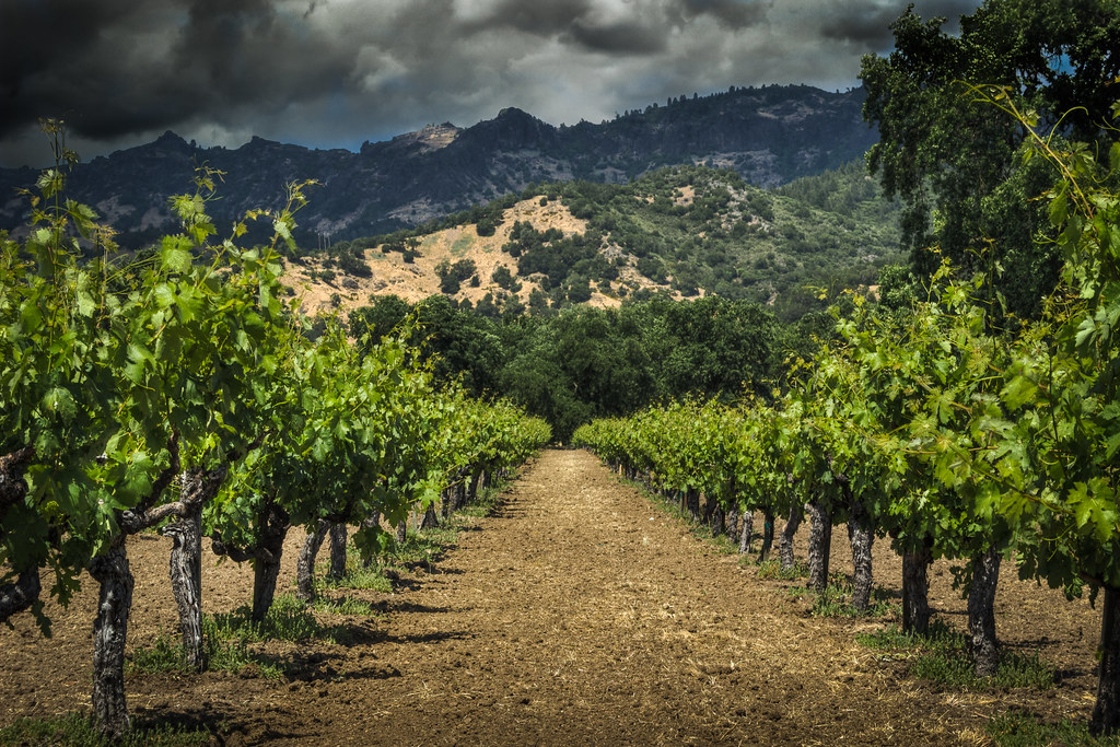 Calistoga Vineyard.jpg Calistoga Weekend at Kara and Micha… Flickr
