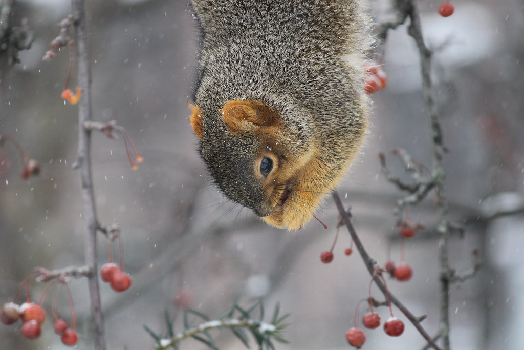 Squirrel in the Winter at the University of Michigan (Janu… Flickr