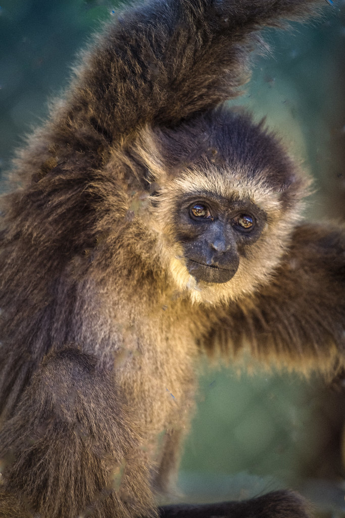 Baby Gibbon Gibbon Reserve, Santa Clarita donna mitnick Flickr