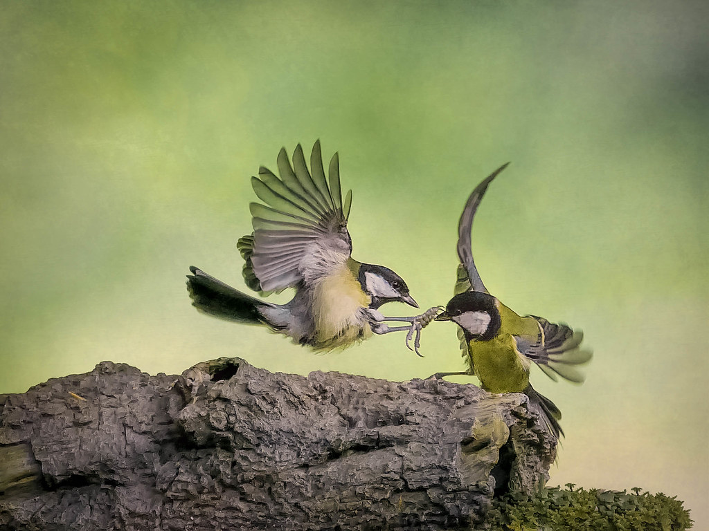 Friends Two sweet little birds playing happily in the gard… Flickr