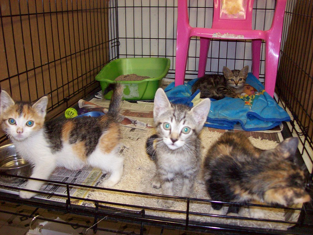 Kittio_5_june2013_2 Cat Volunteer CAA Flickr