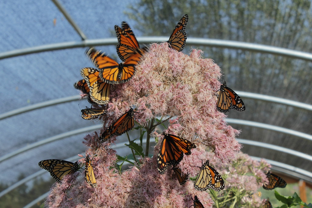 IMG_5747 Butterfly hatchery and garden, Elkton, Oregon dlhnpdx1
