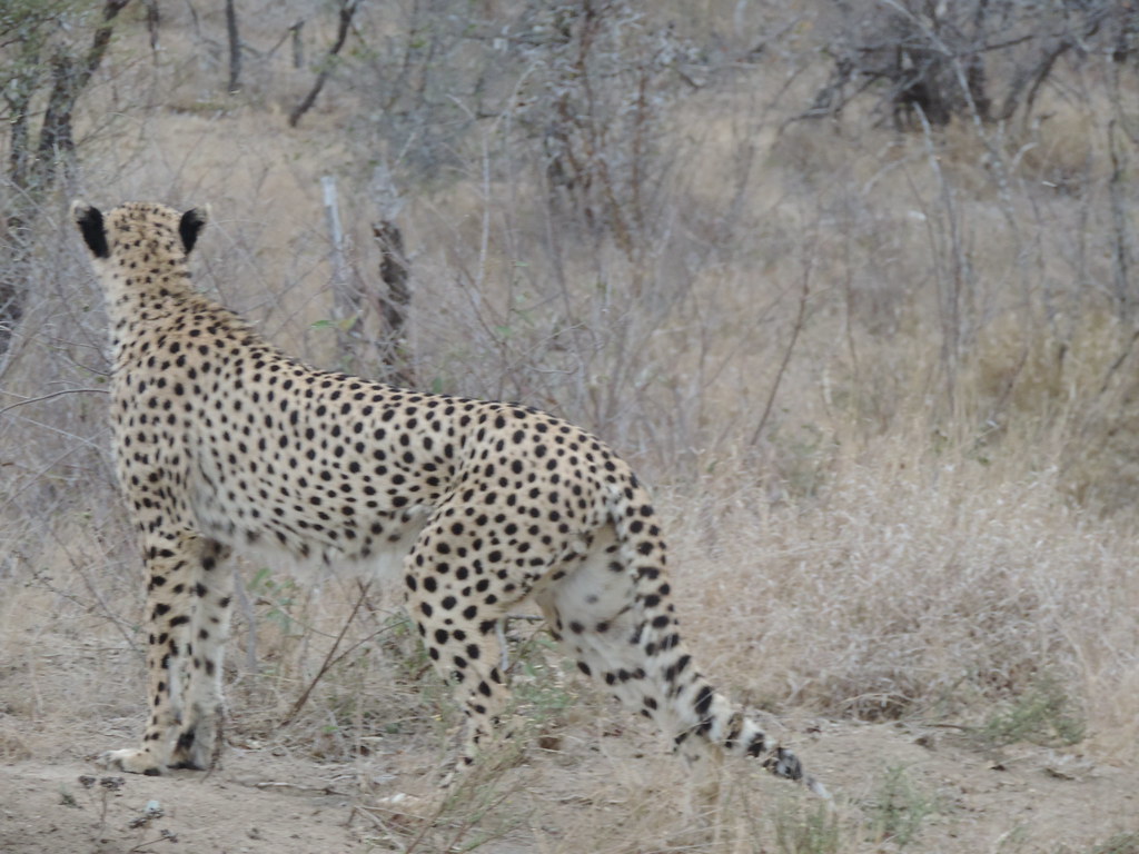 DSCN0713 Corinne Berry Flickr