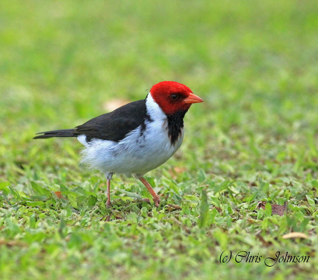 Yellowbilled Cardinal, Hawaii Ubiquitous and quite bold, … Flickr