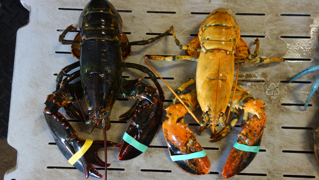 Mutant Lobsters Landed At Captain Joes Joey Ciaramitaro Flickr