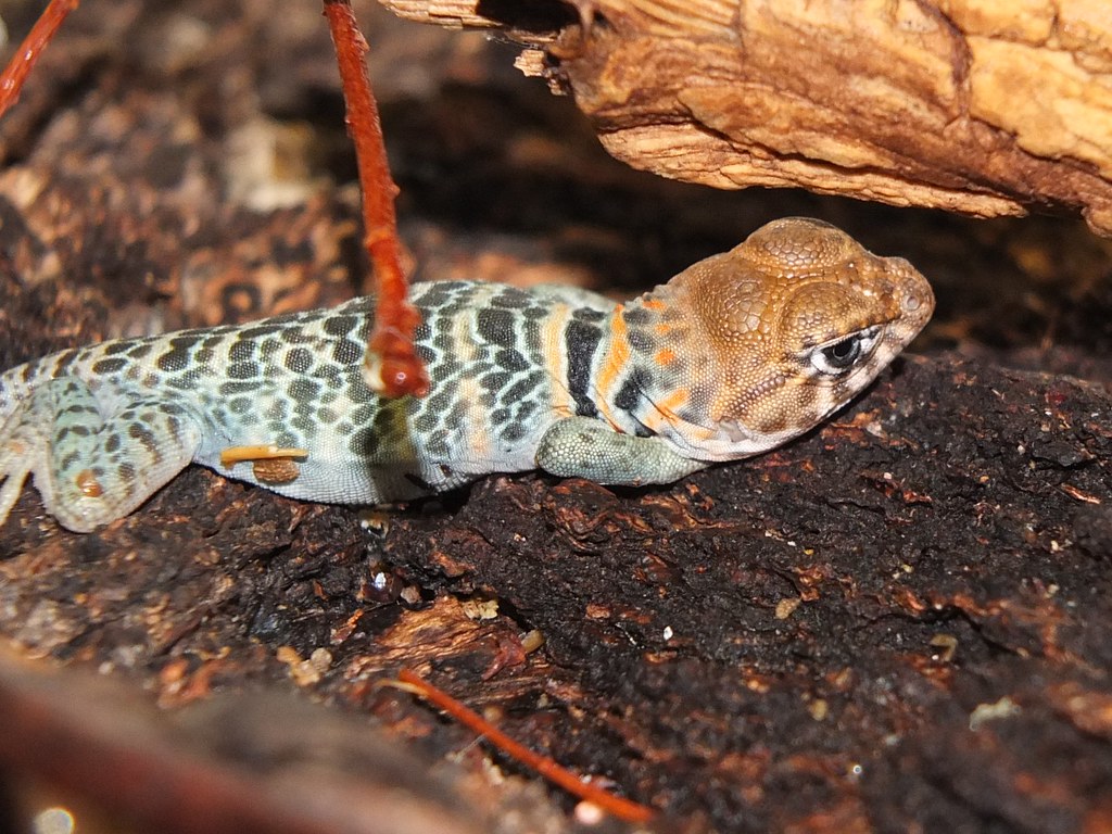 some days old yellow headed collared Lizard, Goldkopf Ha