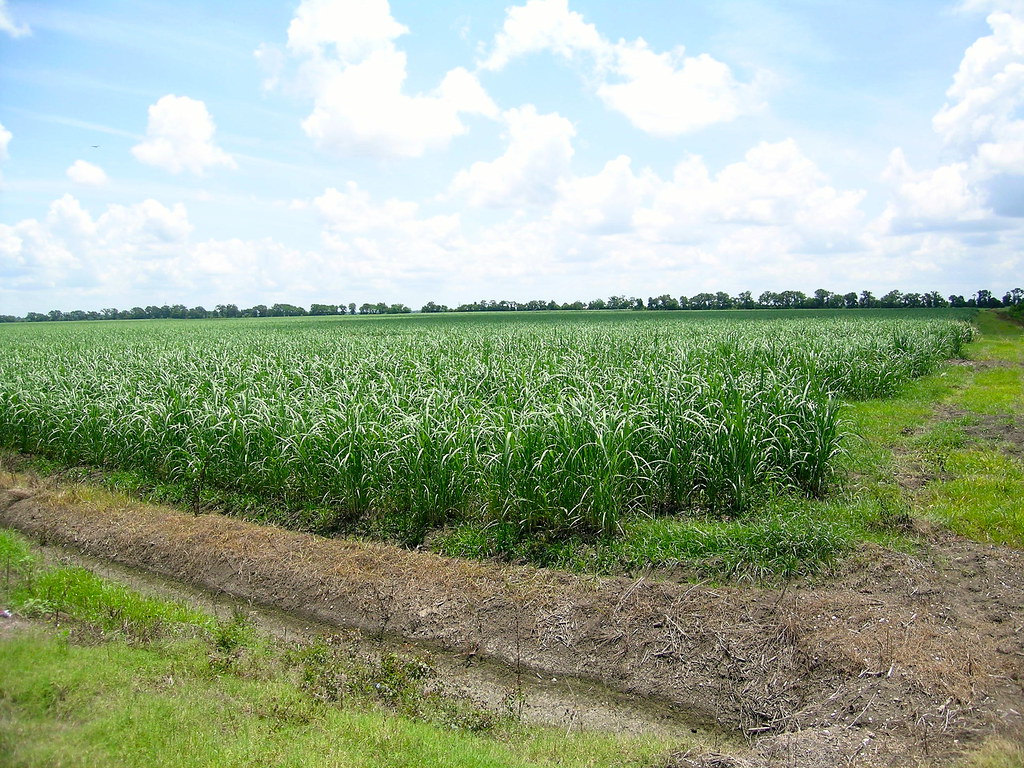 sugarcane desert, Krotz Springs Quad, 2 July 13 Van Remsen Flickr