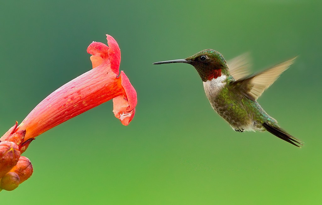 Hummingbird and Trumpet flower July 28 2013 Larry Keller Flickr