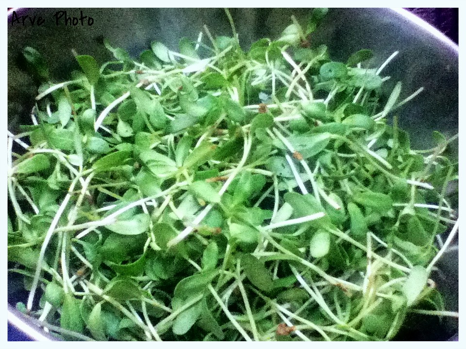 Methi Leaves (Fenugreek) Kitchen Garden Harvest Flickr