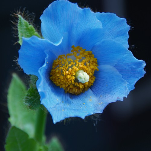 Alaska Himalayan Blue Poppy Meconopsis betonicifolia Flickr