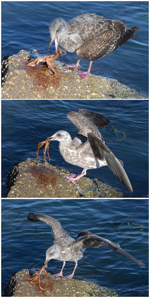 Seagull eating a octopus (alive) Seagull eating a octopus … Flickr
