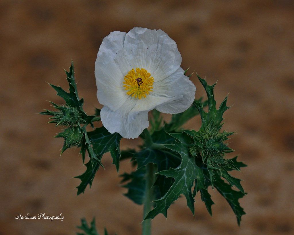 Texas Prickly Poppy (Argemone albiflora) Argemone albiflor… Flickr