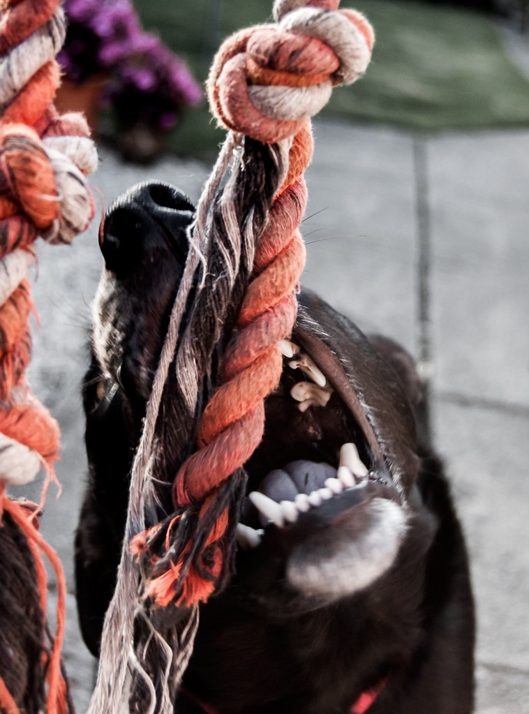 Dog vs Rope Chris Murray Flickr