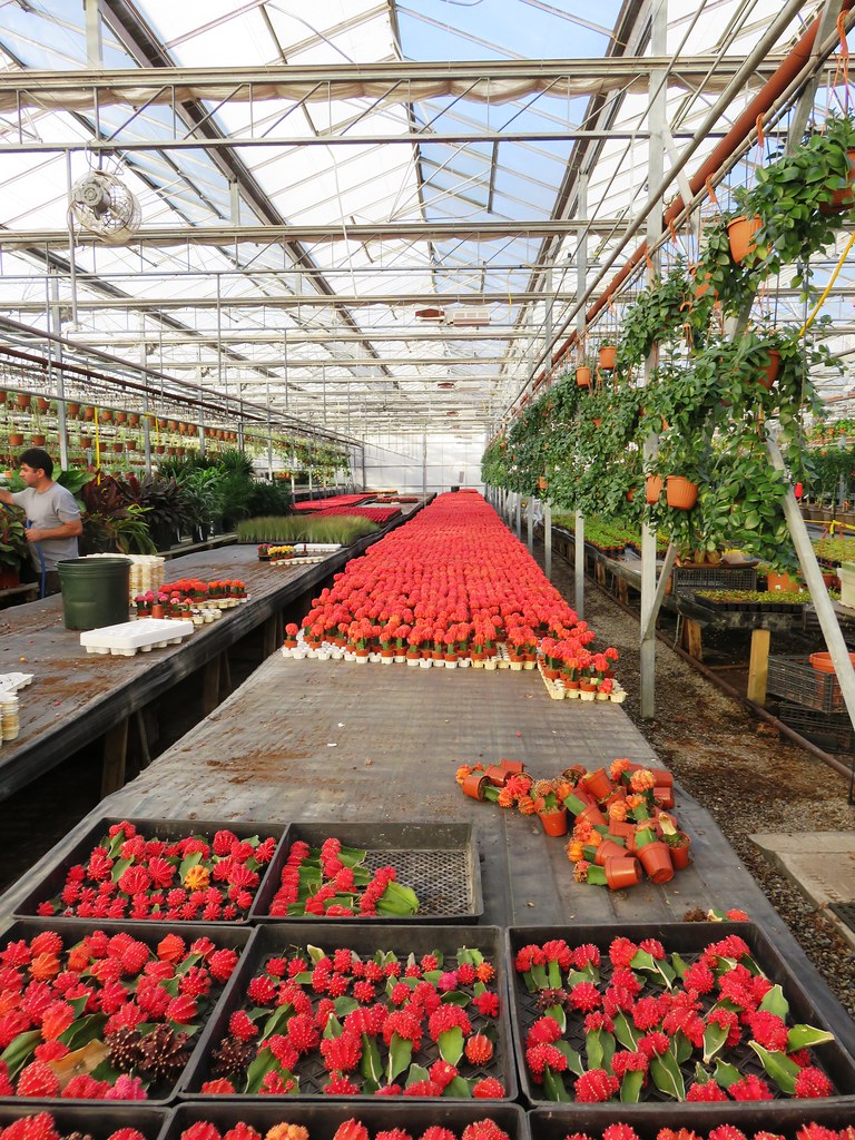 Colasanti's Greenhouse Leamington, Ontario B C Flickr
