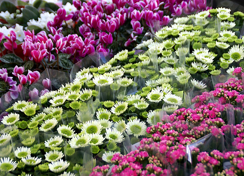 Brügge, Grote Markt, Blumenmarkt (Bruges, Market Square, Flower Market) a photo on Flickriver