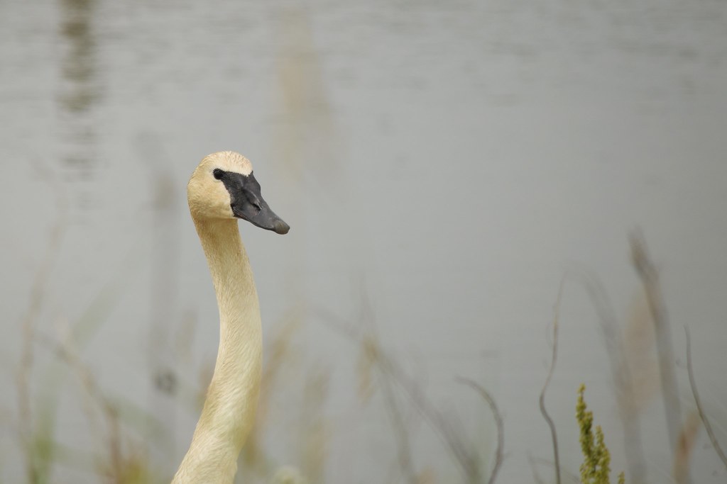 Trumpeter Swan Hurstville Interpretive Center, Maquoketa, … Lindsey