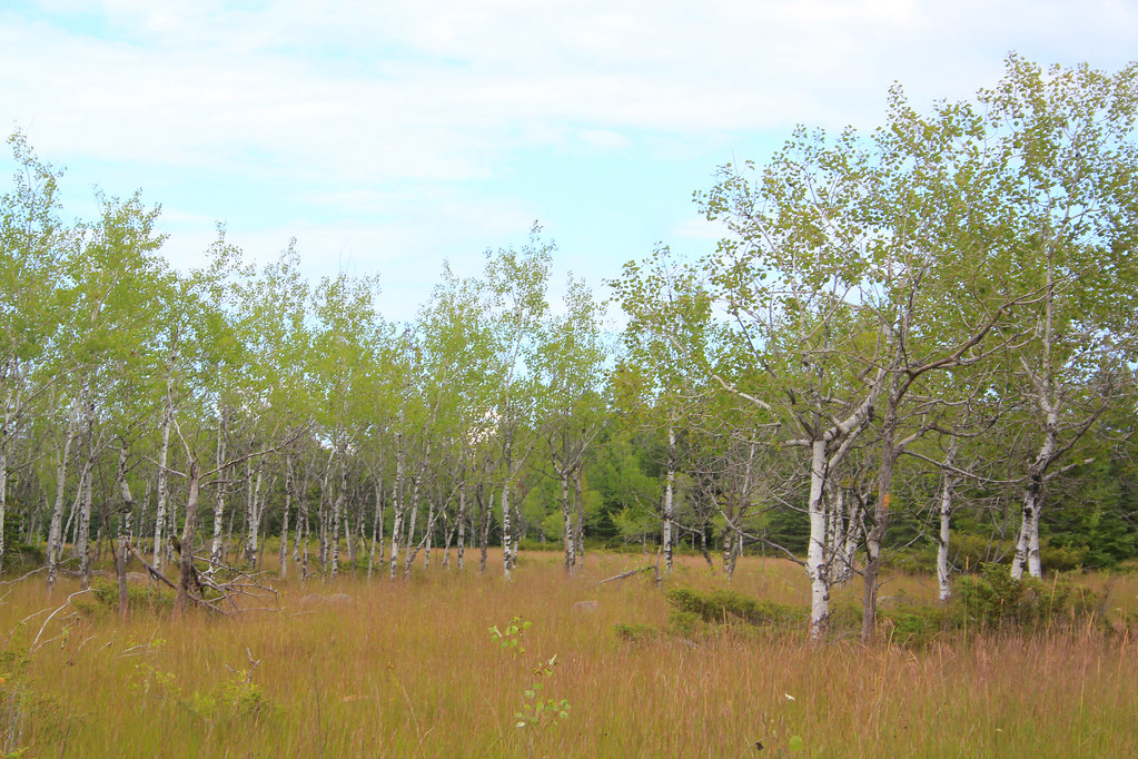 Maxton Plains Photo taken on Drummond Island, MI northernangel_jw