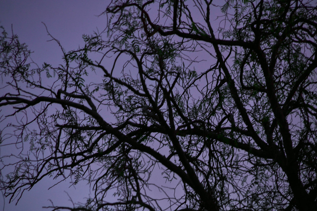 Autunno Marco Asaro Flickr