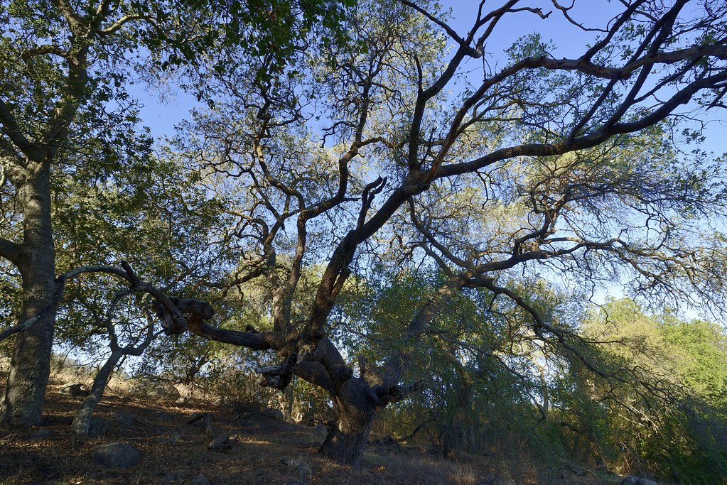 Christmas Trees Santa Rosa Ca Beautiful Old Tree Santa Rosa Ecological Reserve 20131109_… Flickr