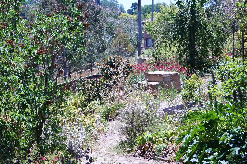 Flowers Flowers Oberon Wayne Hill Flickr