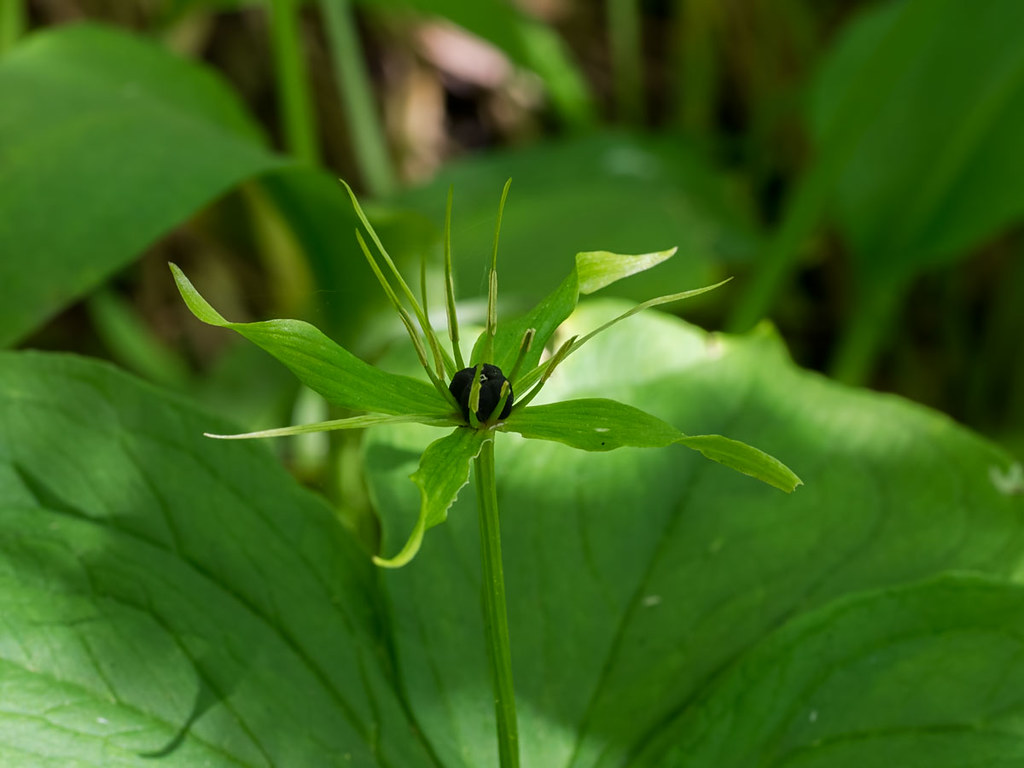 Cottingwood Herb Paris This plant was described during Tud… Flickr