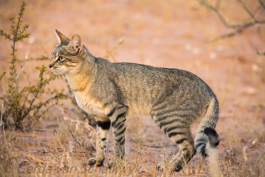African Wildcat 3 African Wildcat Felis silvestris cafra … Flickr