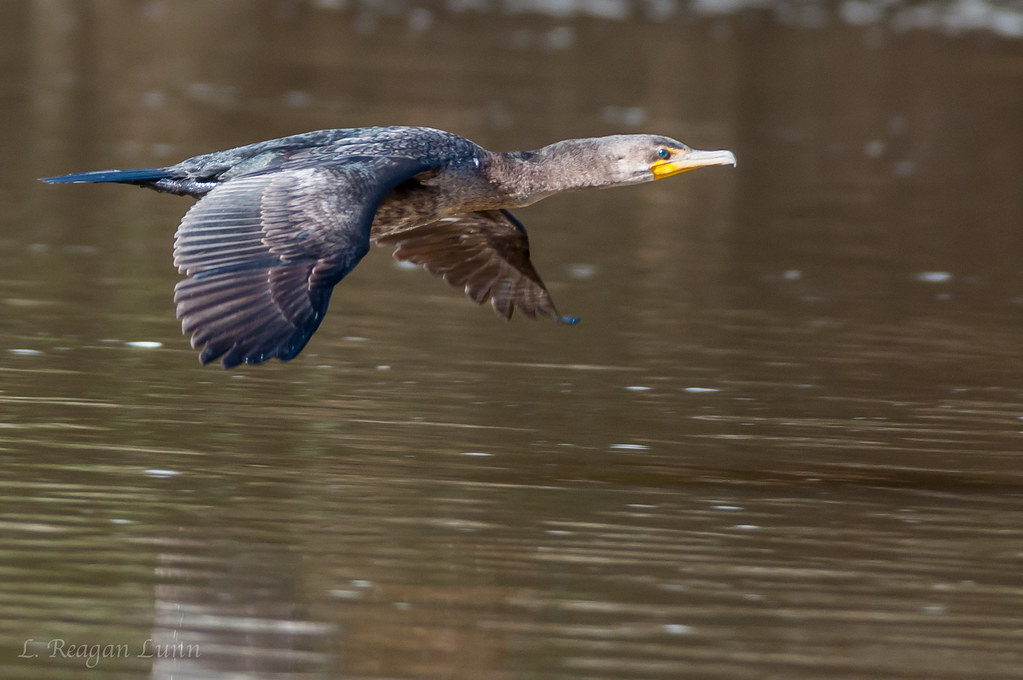 Double Crested Cormorant Jordan Lake, NC Reagan Lunn Flickr
