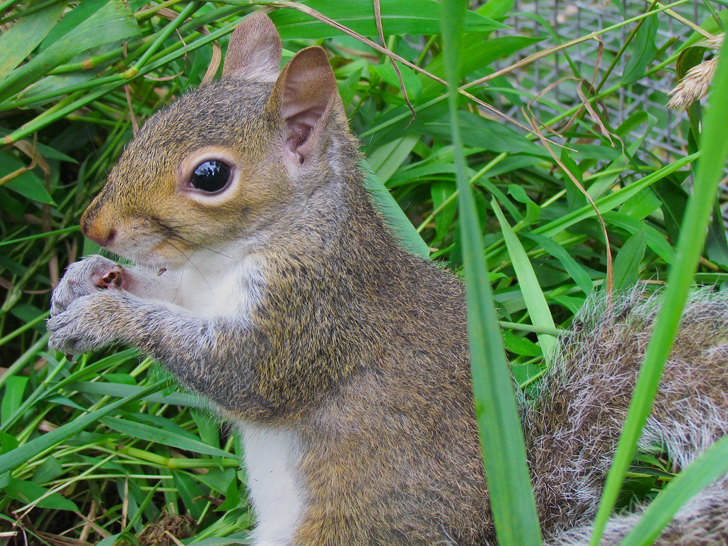 Squirrel Rehab Release We released 7 squirrels this mornin… Flickr