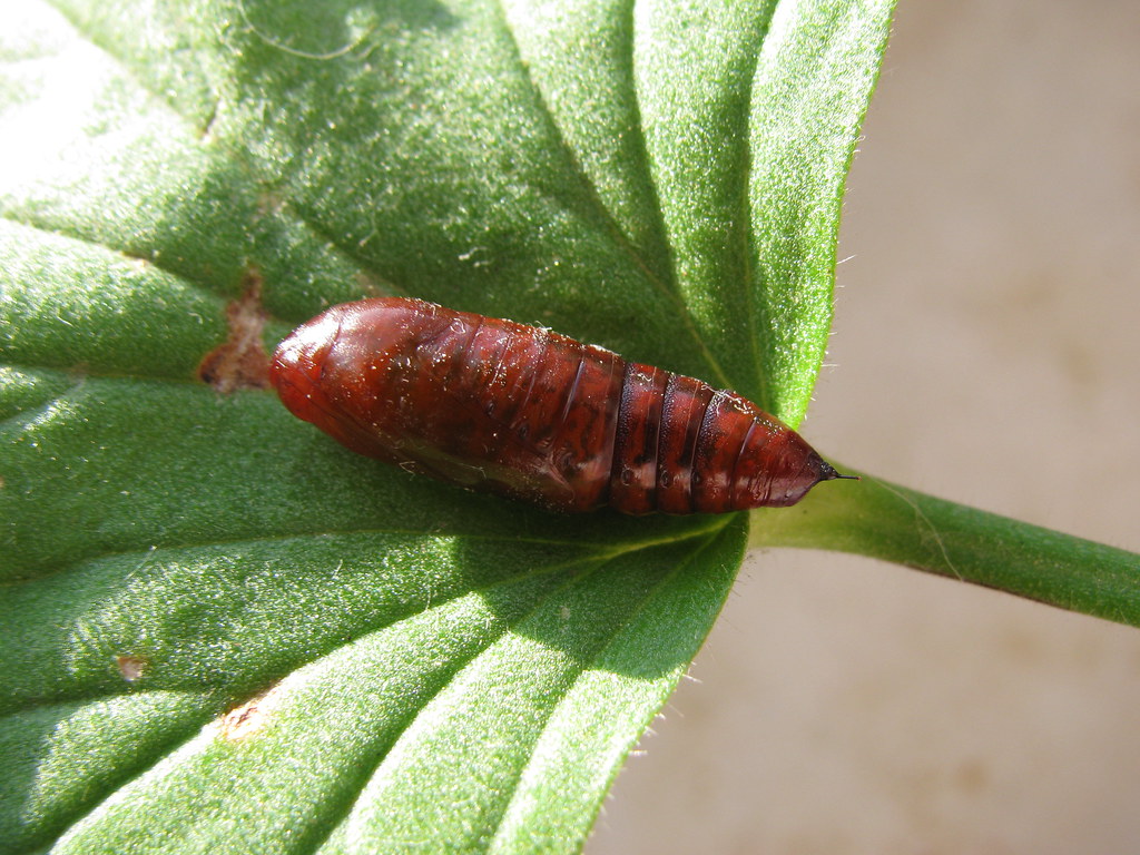 Cabbage Moth Pupa Kohleulenpuppe (Mamestra brassicae) Padeia Flickr