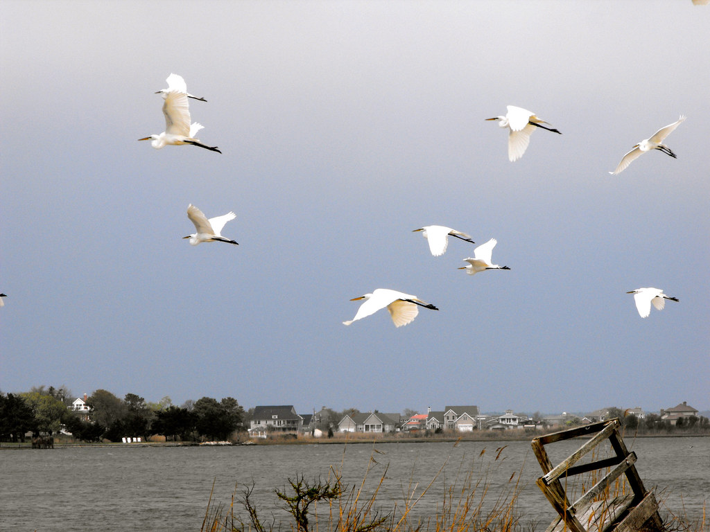 Skimmer Island Skimmer Island in Isle of Wight Bay, Maryla… Flickr