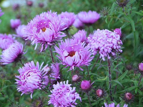 Höstblommor Nils Weinander Flickr