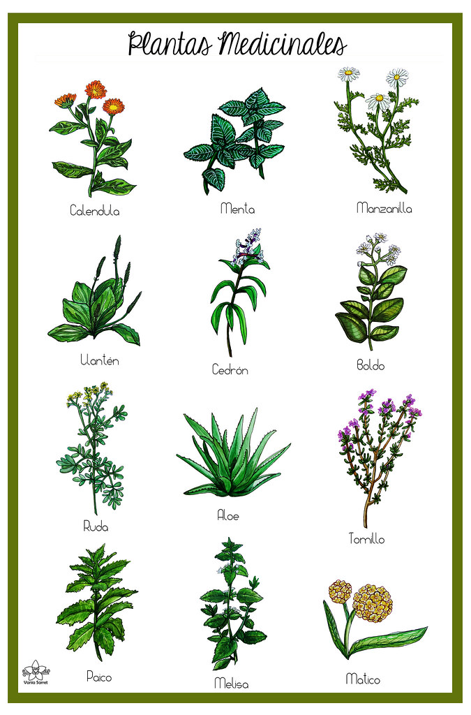 Lámina Plantas Medicinales Vania Sarret Flickr