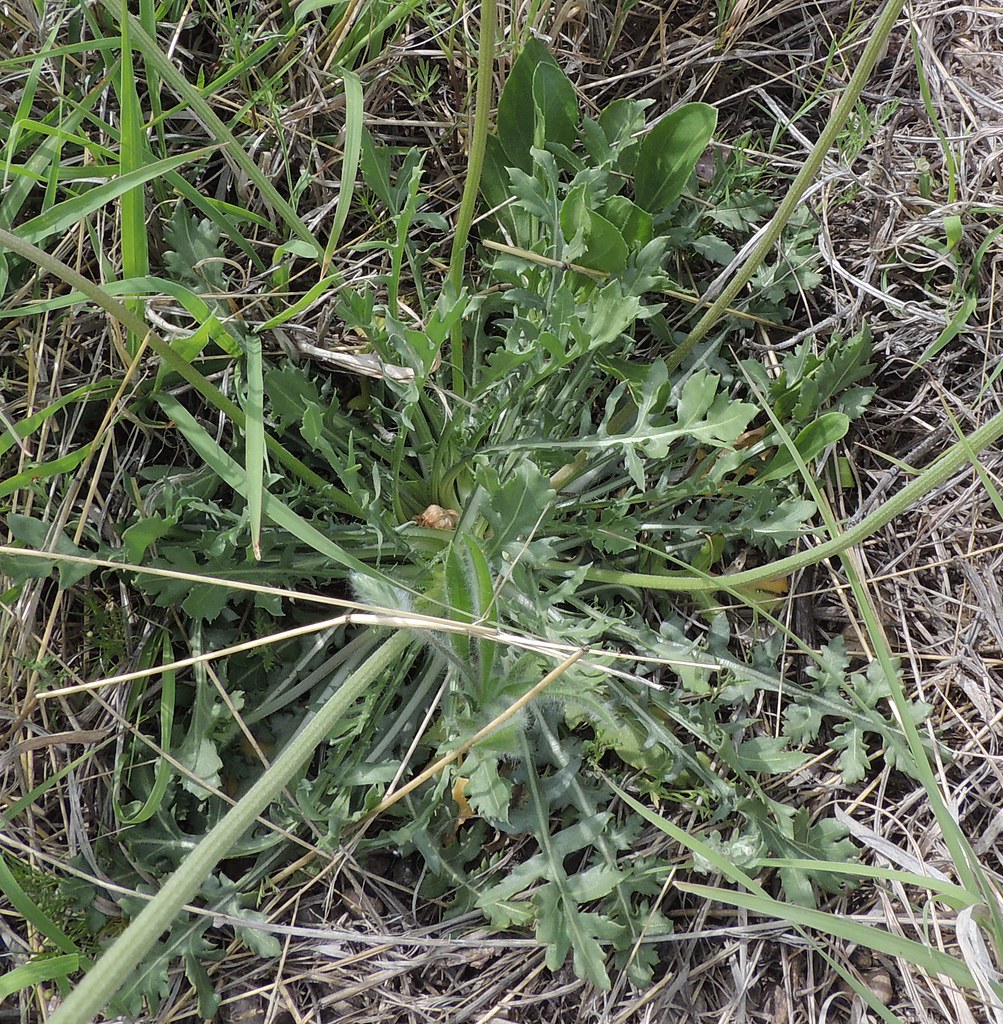 Gaillardia suavis (Perfumeballs) Brewster Co., Texas. ID t… Flickr